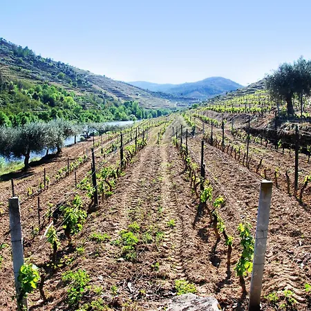 Casa Oliveiras Do Douro Sobreira