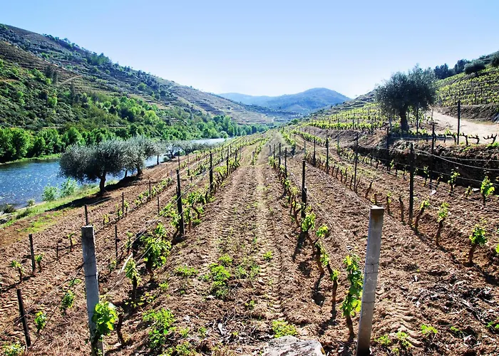 Casa Oliveiras Do Douro Sobreira